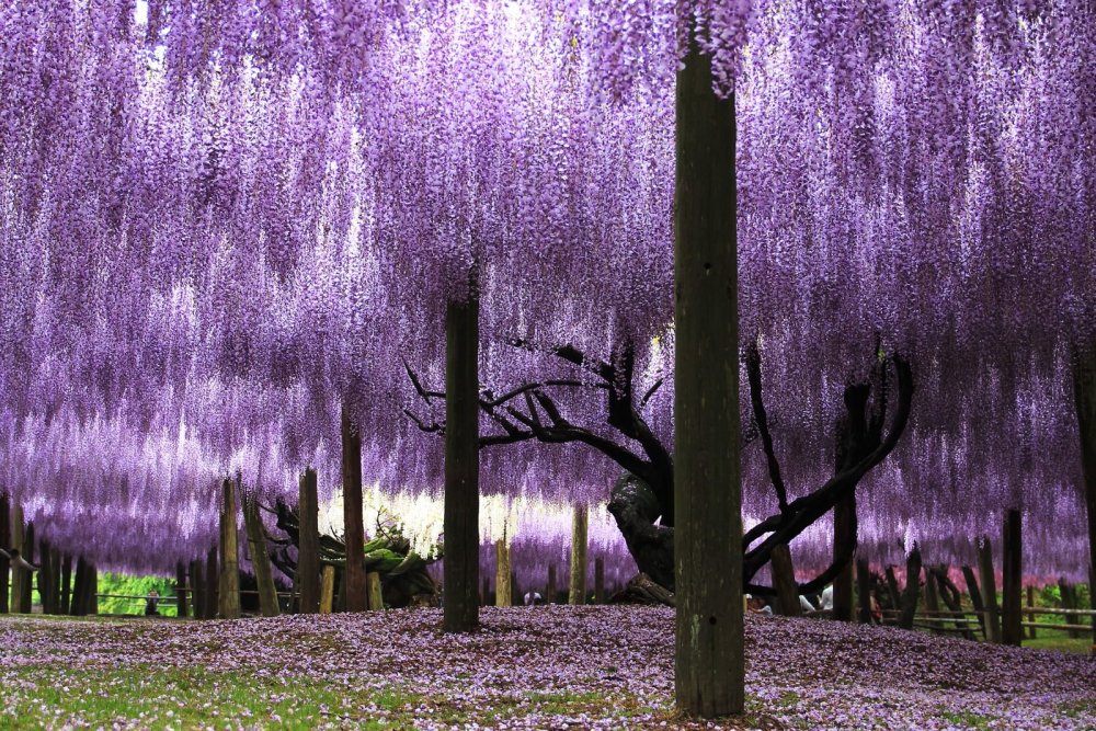 Акация джакаранда