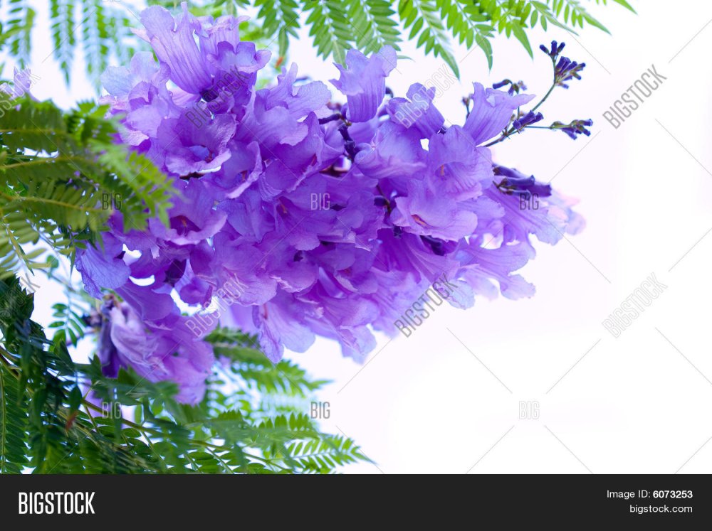 Цветение жакаранды в Буэнос Айресе