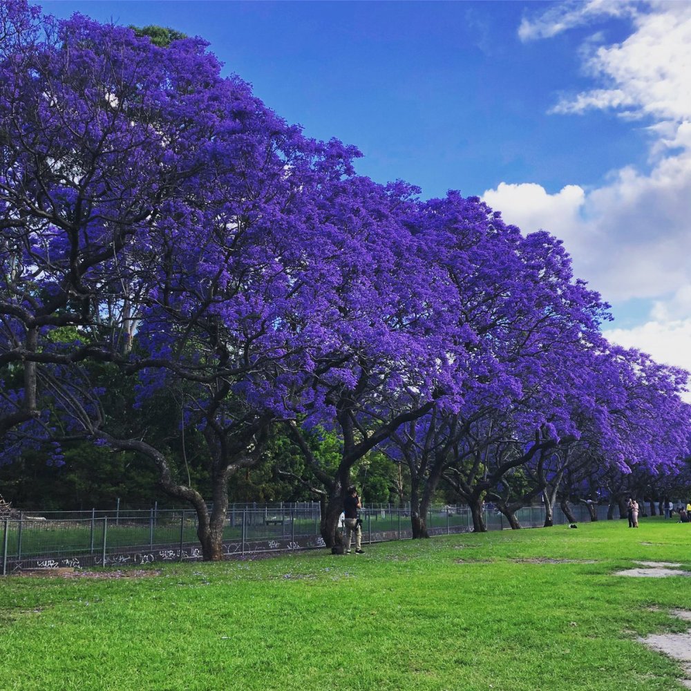 Жакаранда цветет