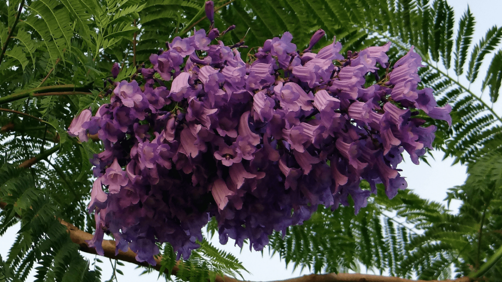 Фиалковое дерево джакаранда