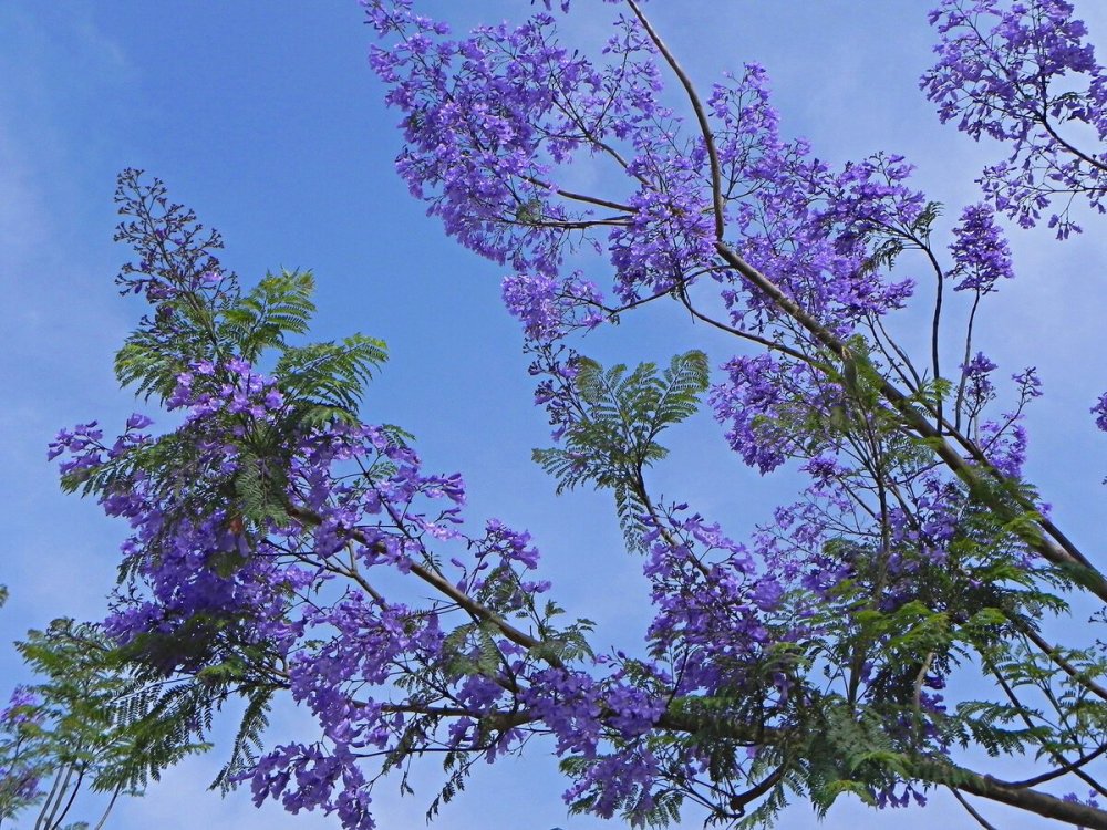 Красная джакаранда