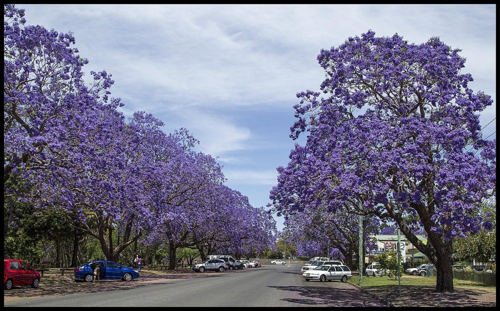 Глициния дерево