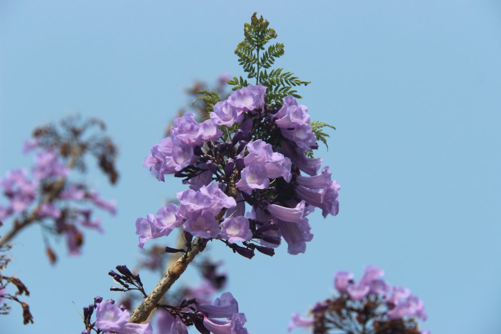 Картинка жакаранда на прозрачном фоне для детей