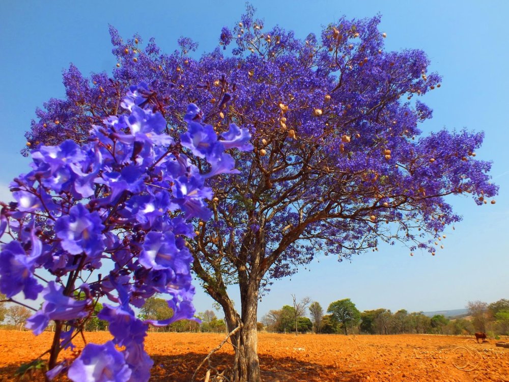 Дерево с фиолетовыми цветами