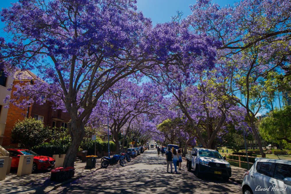 Evermotion archmodels куст сирени