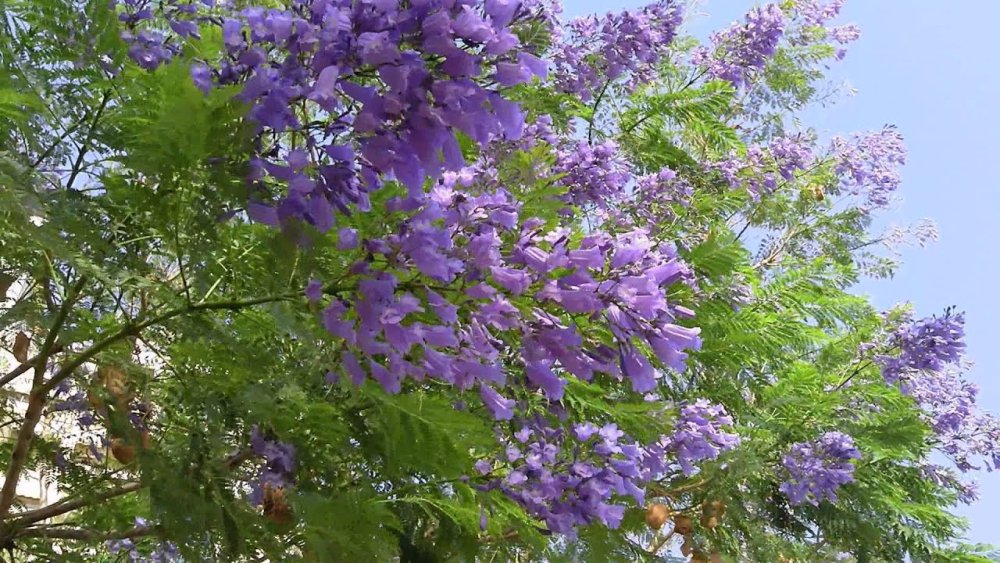 Жакардия мимозолистная