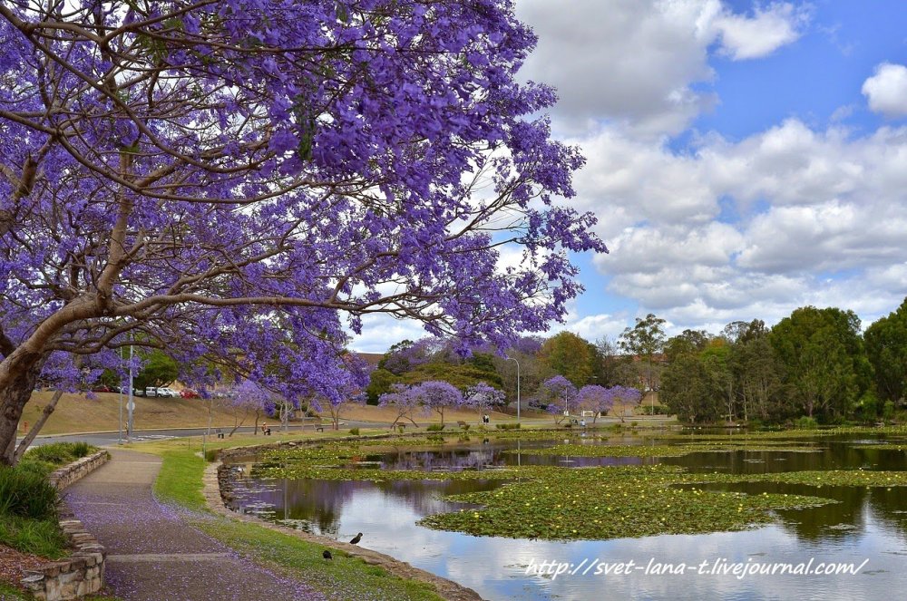 Жакаранда мимозолистная Аргентина