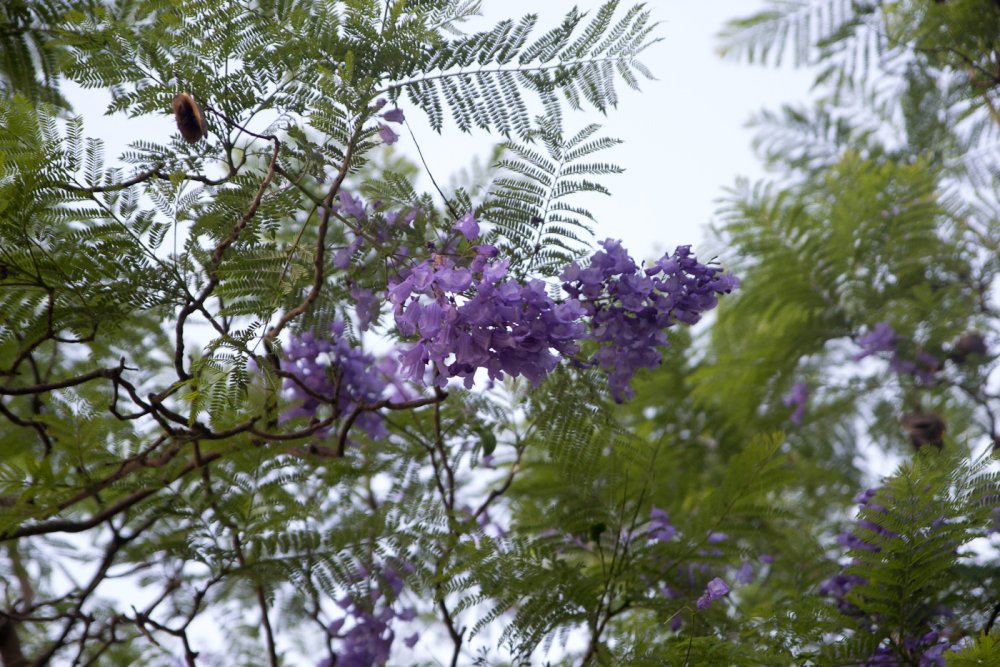 Жакаранда в Крыму