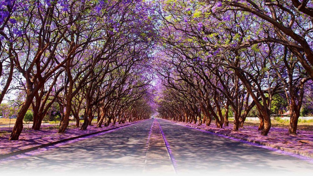 Аргентина цветение жакаранды