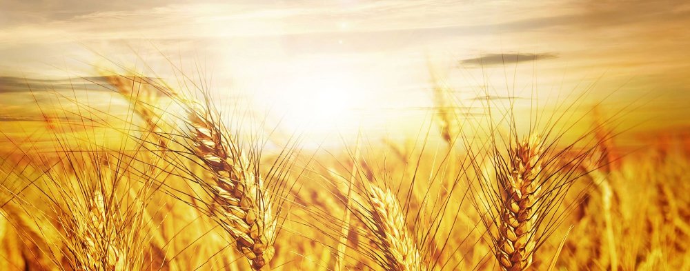 Пшеница фон