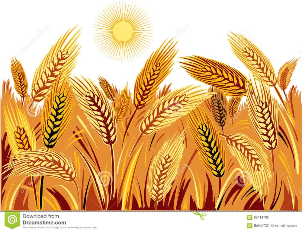 Орнамент пшеница