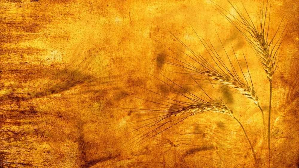 Бежевый фон пшеница