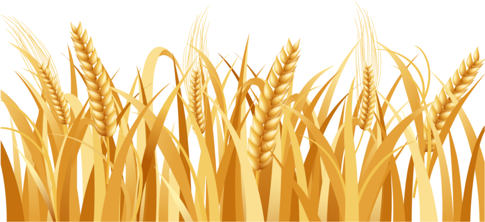 Wheat Barley вектор