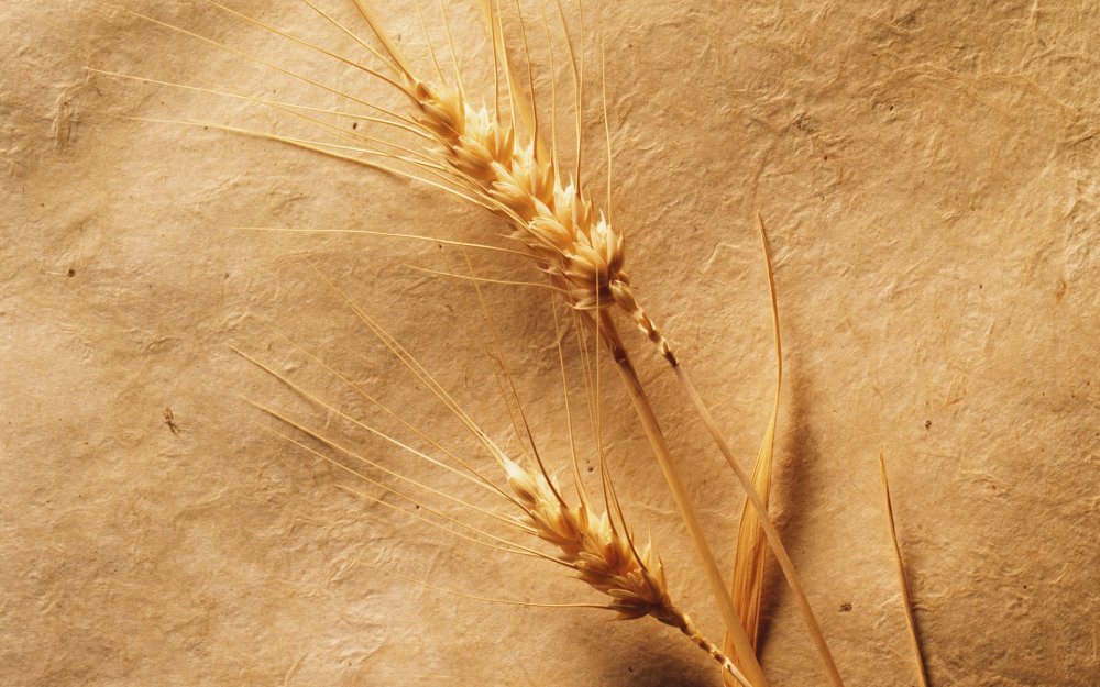 Обои пшеница на стену