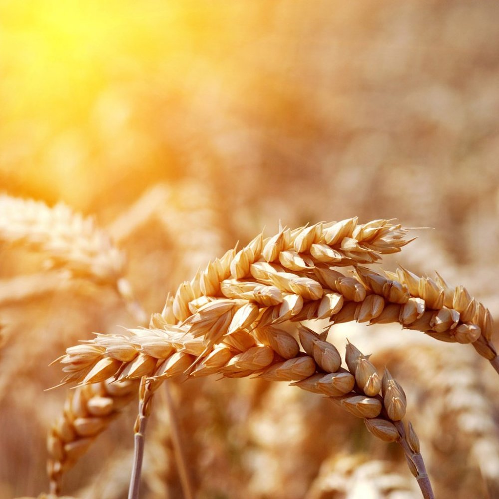 Рамка с колосьями пшеницы