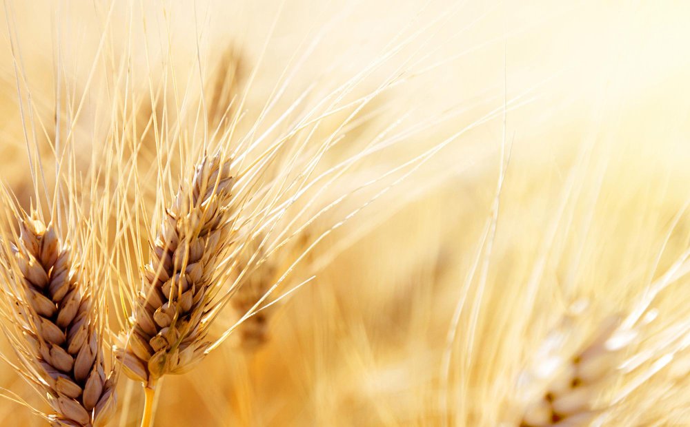 Пшеничное поле