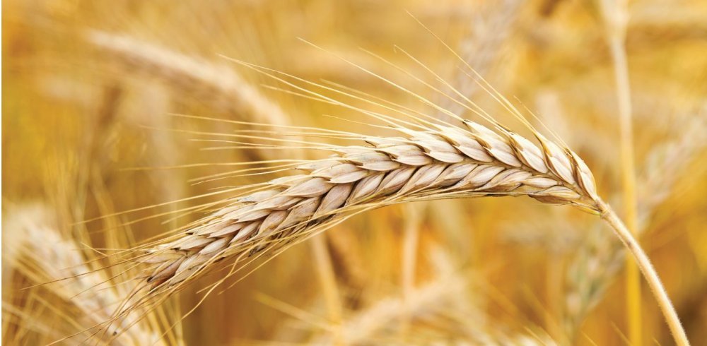 Ржаной и пшеничный Колос