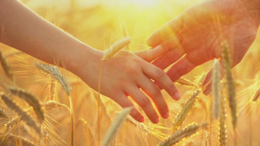 Колосья в руках