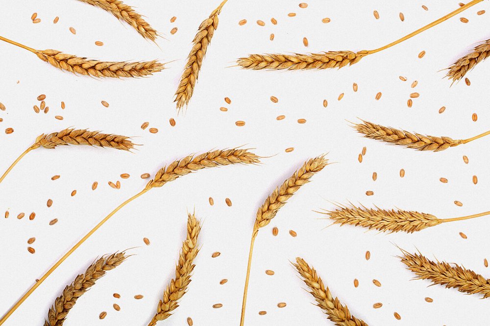 Зерна пшеница вид сверху
