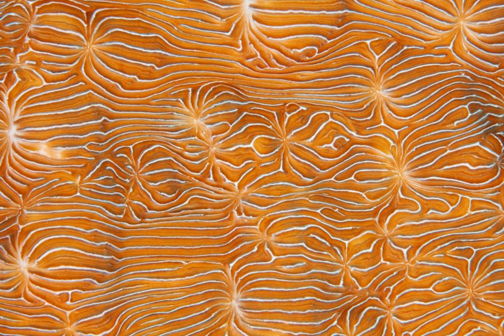 Паттерн кораллы