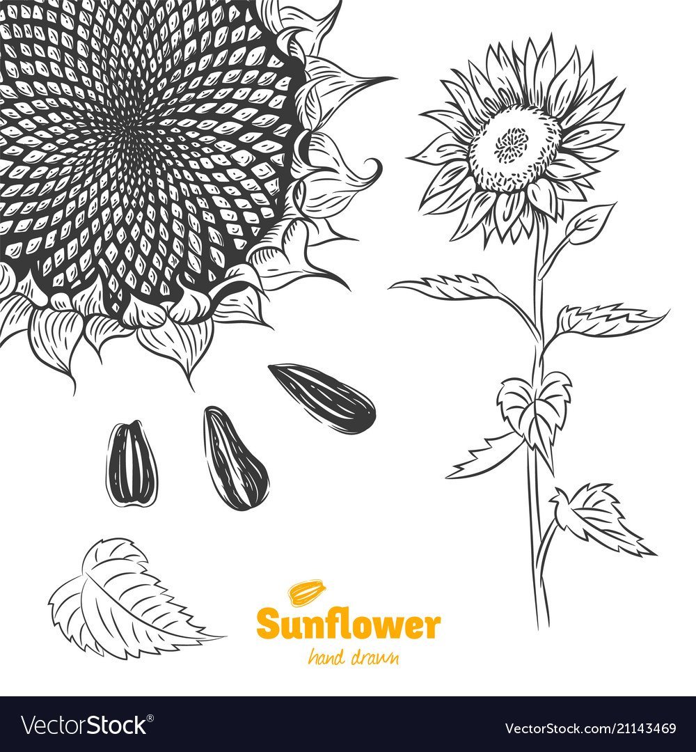 Семена подсолнечника