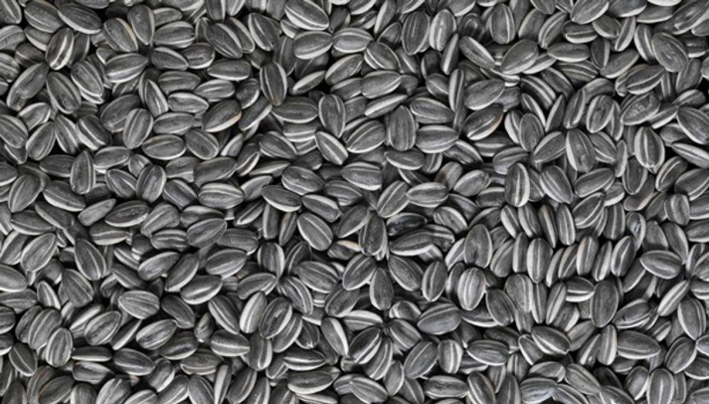 Фон Подсолнухи