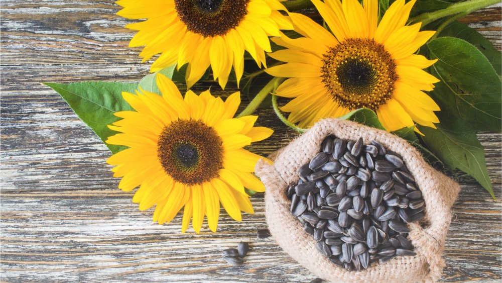 Семечки подсолнечника на белом фоне