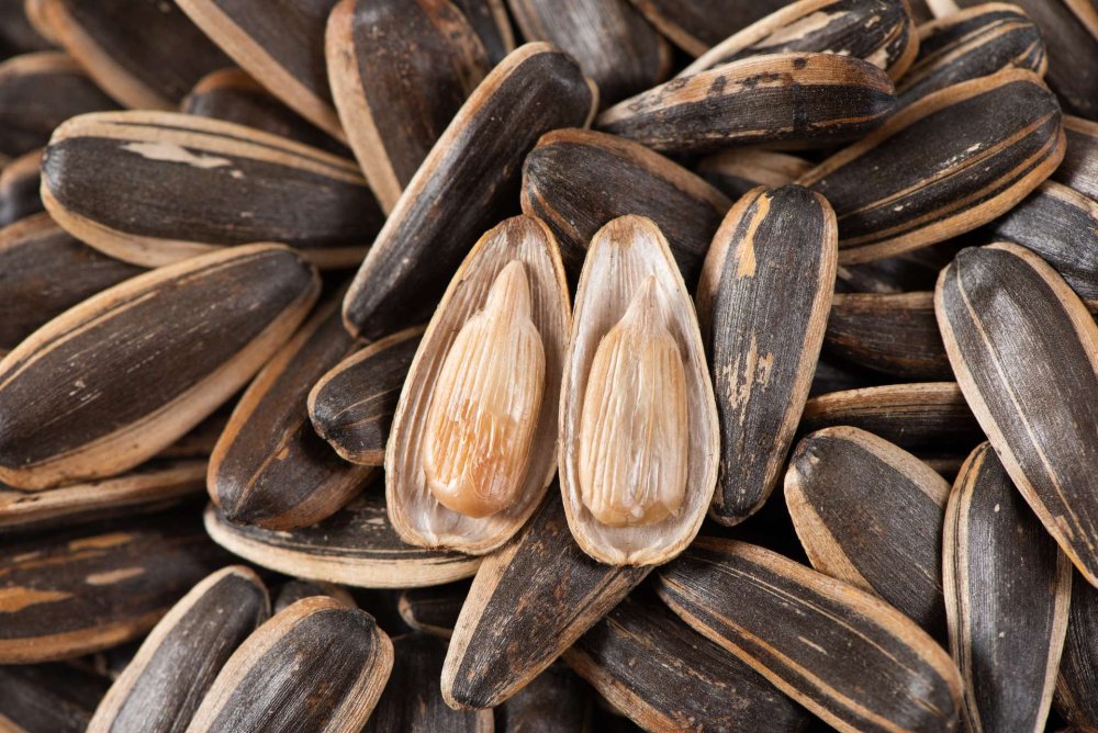 Фон семечки подсолнечника