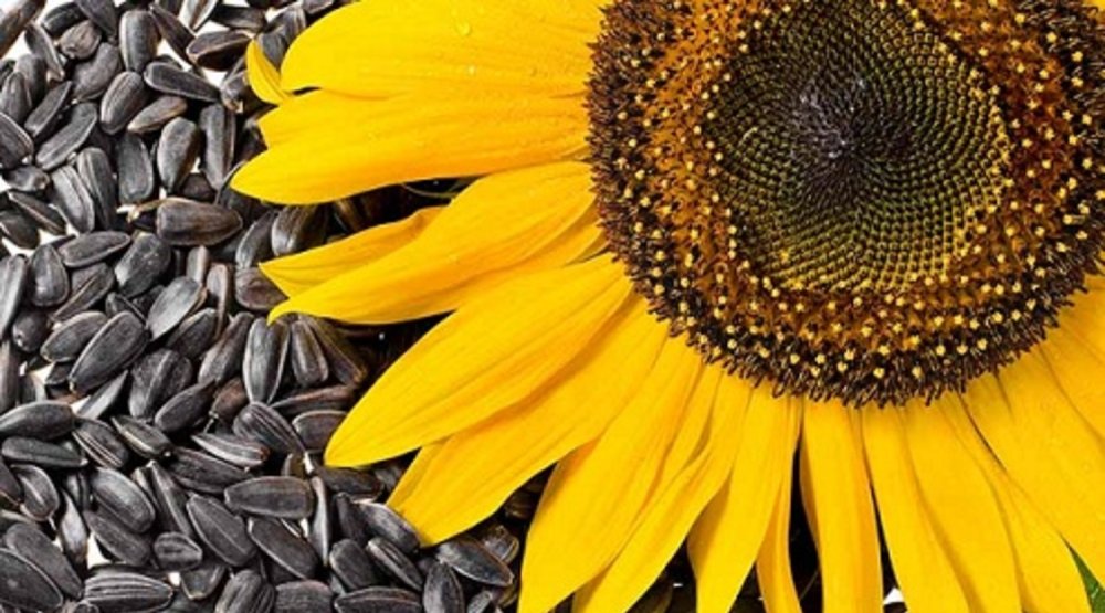 Маслянка семечки