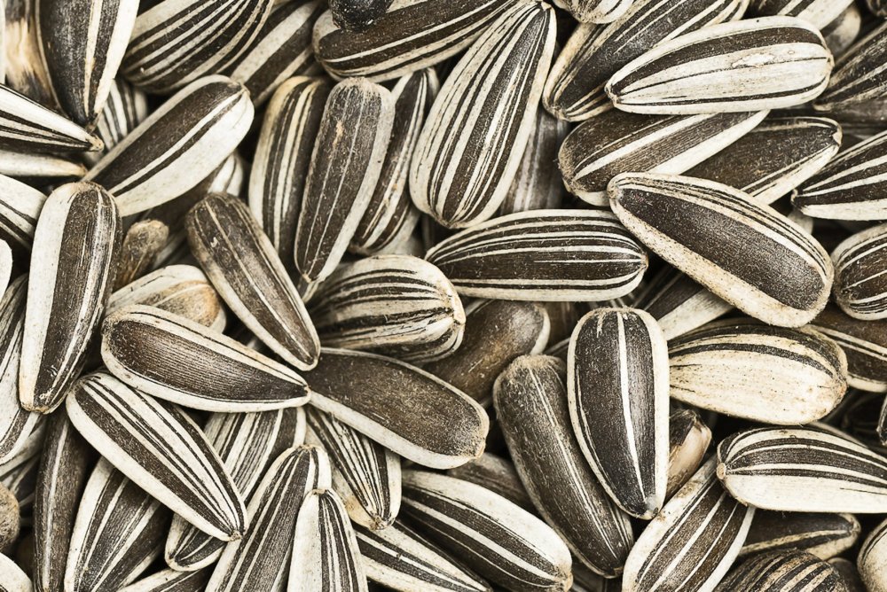 Подсолнечник сорт Римисол