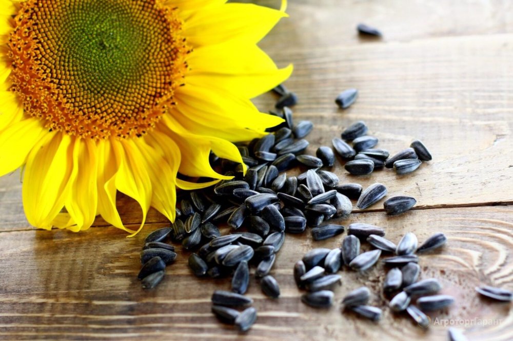 Черний семечки фон