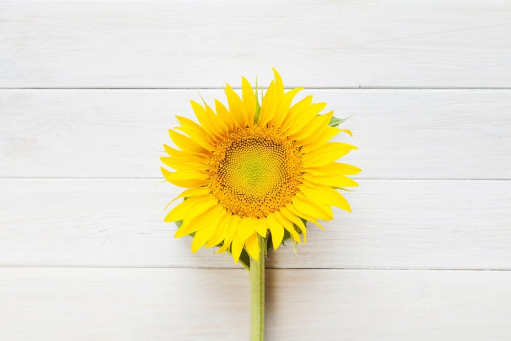 Семечки подсолнечника пузанок