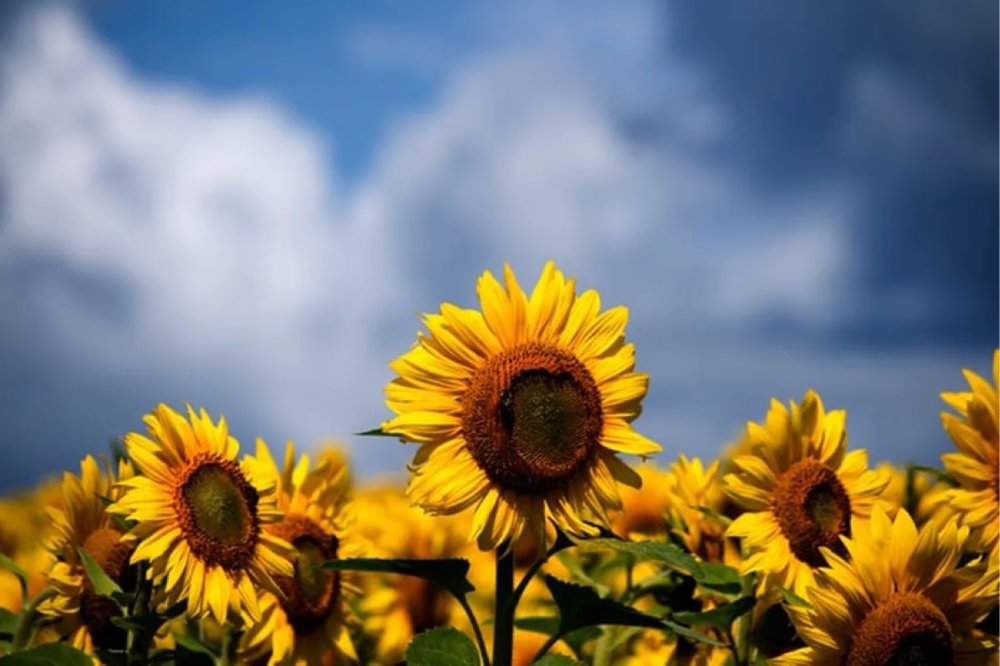 Семена подсолнечника вектор