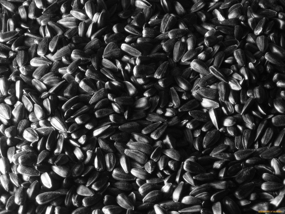 Семена подсолнечника и рапса
