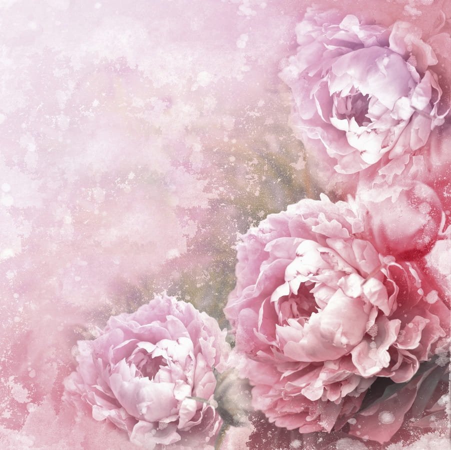 Розовые пионы фон