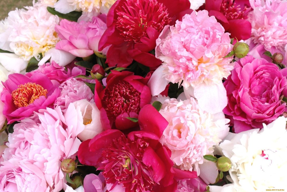 Фреска пионы