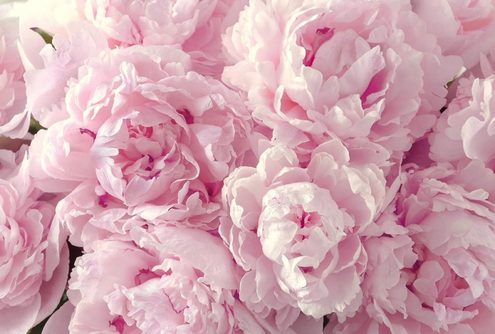 Пионовидные розы