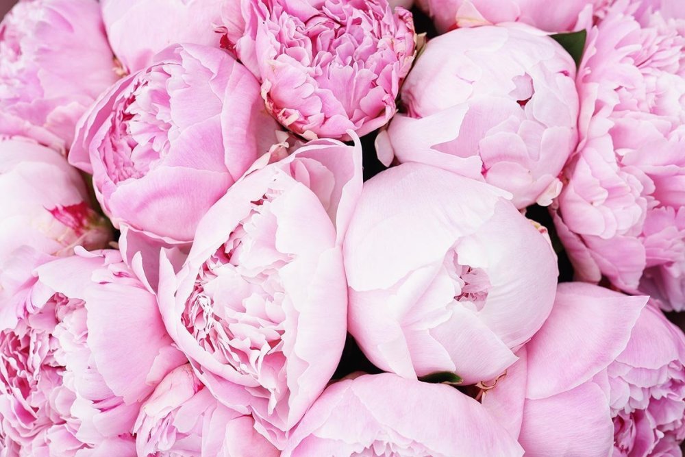 Пионовидная роза Пиони Пинк