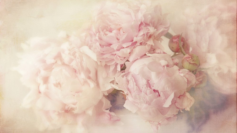 Пиони Пинк (Peony Pink)