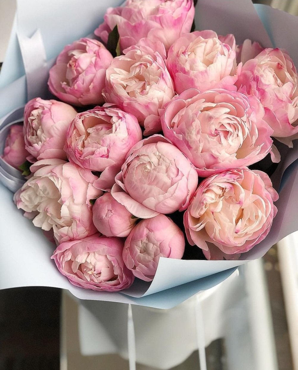 Пудровые пионы