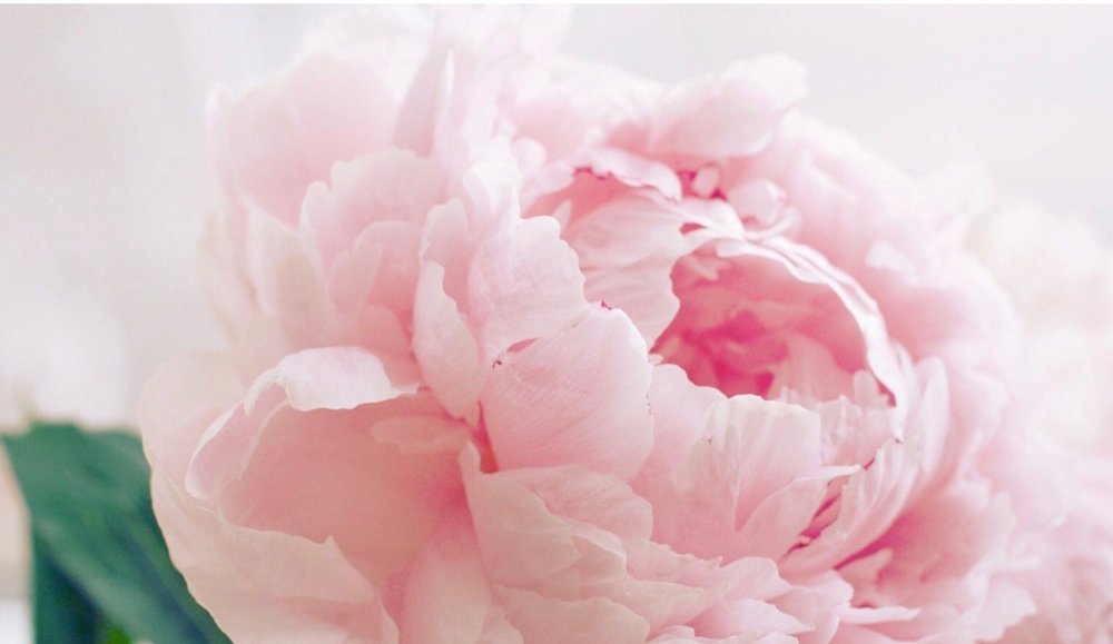 Пион один цветок красный