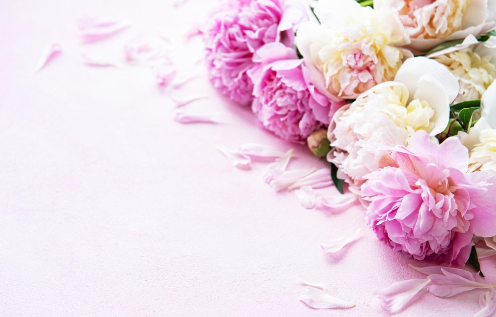 Пион Эльза фон Брабант