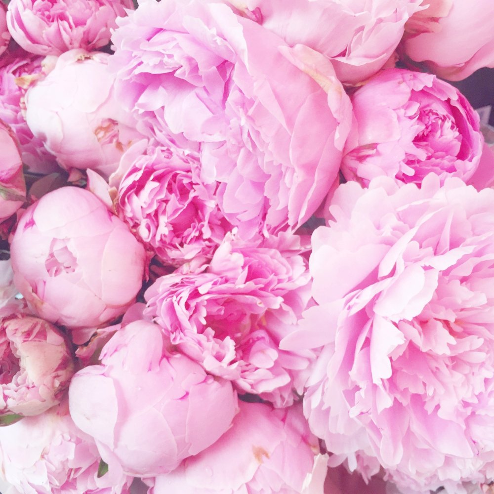 Шаблон открытки пионы