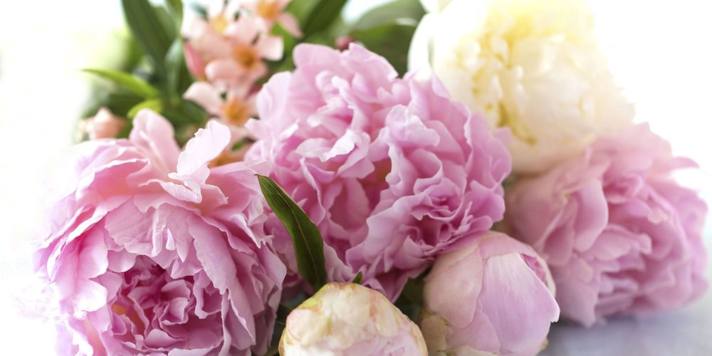 Пион нежно-розовый