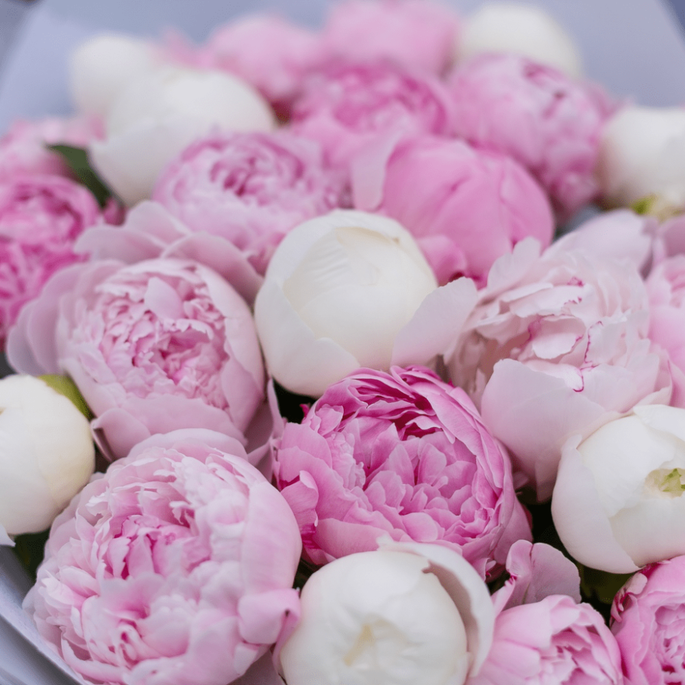 Бордовые пионы