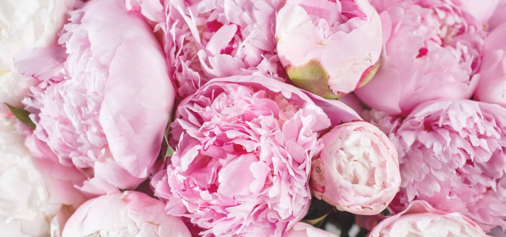 Rosie Ruffles пион