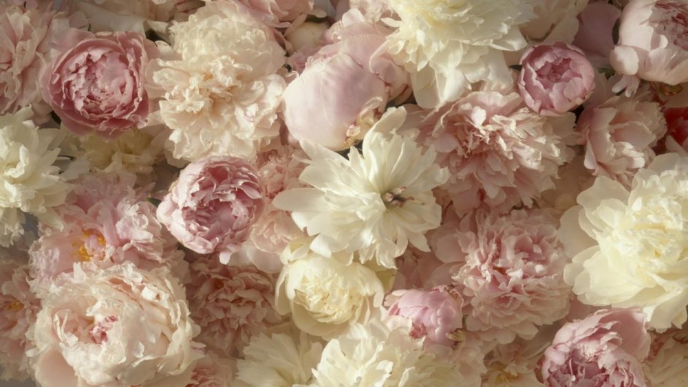 Пудровые пионы