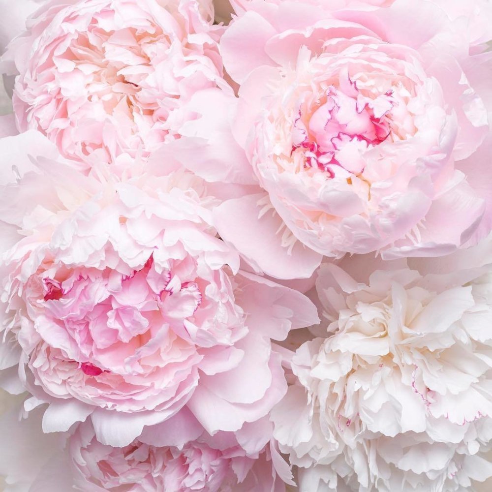 Цветы в нежных тонах