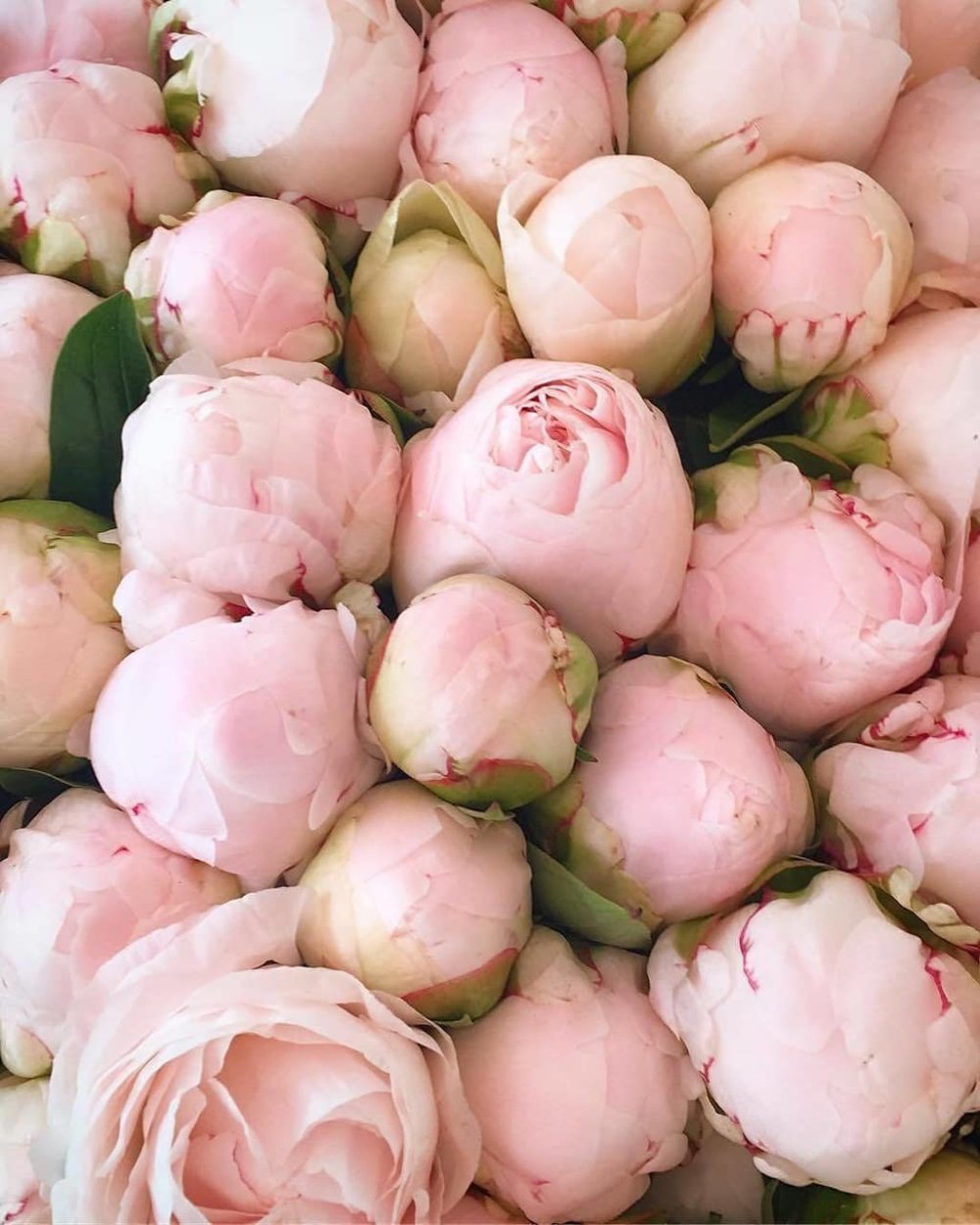 Розовые пионы фон