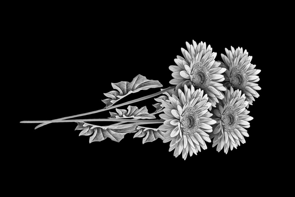 Очень красивые цветы на черном фоне